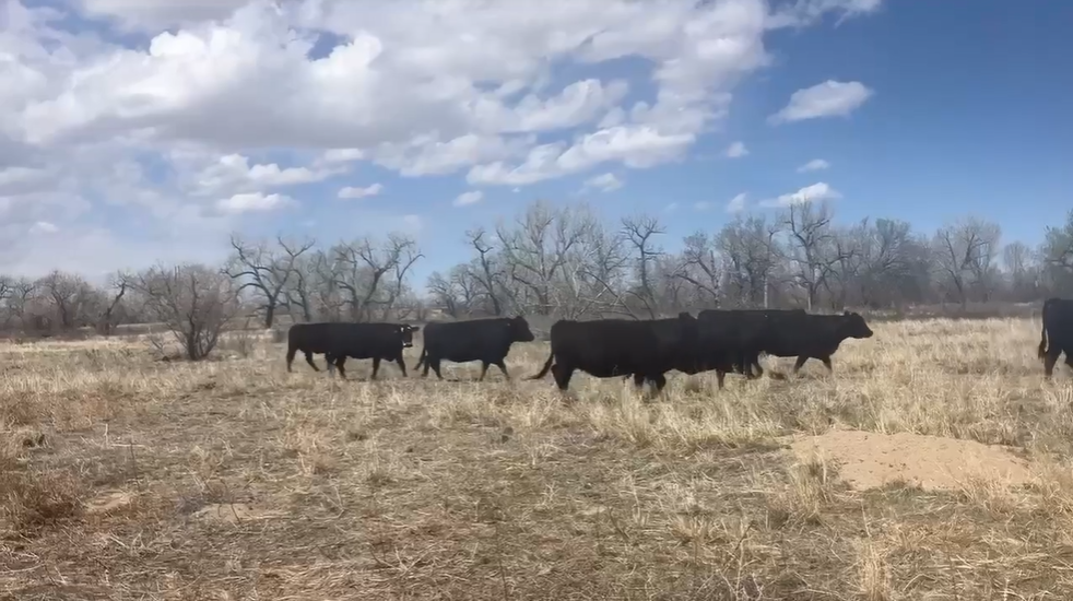 25 head of 3-6 yr old bred cows! BC505C5